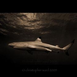 Moorea, French Polynesia. Black tip shark, deco stop. by Christopher Ward 